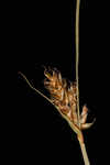 Prairie sedge